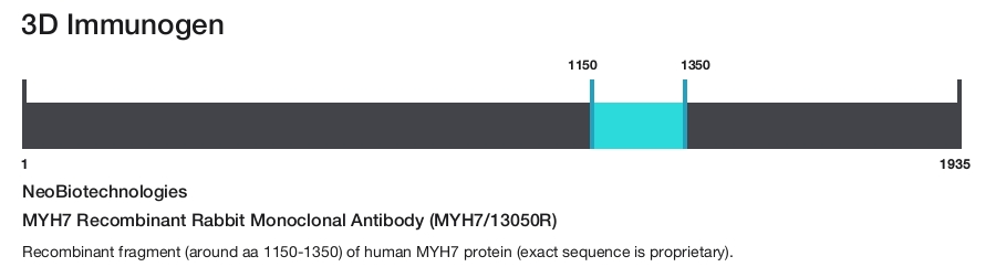 MYH7 Recombinant Rabbit Monoclonal Antibody (MYH7/13050R)