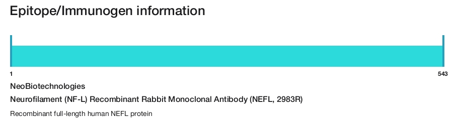 Neurofilament (NF-L) Recombinant Rabbit Monoclonal Antibody (NEFL, 2983R)