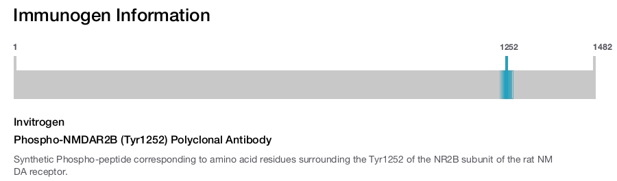 Phospho-NMDAR2B (Tyr1252) Polyclonal Antibody
