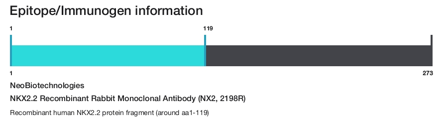 NKX2.2 Recombinant Rabbit Monoclonal Antibody (NX2, 2198R)