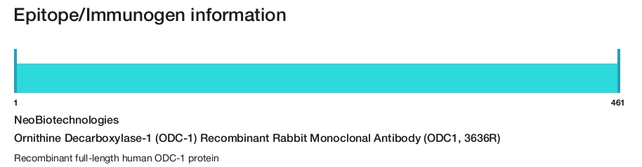Ornithine Decarboxylase-1 (ODC-1) Recombinant Rabbit Monoclonal Antibody (ODC1, 3636R)