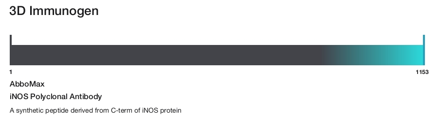 iNOS Polyclonal Antibody