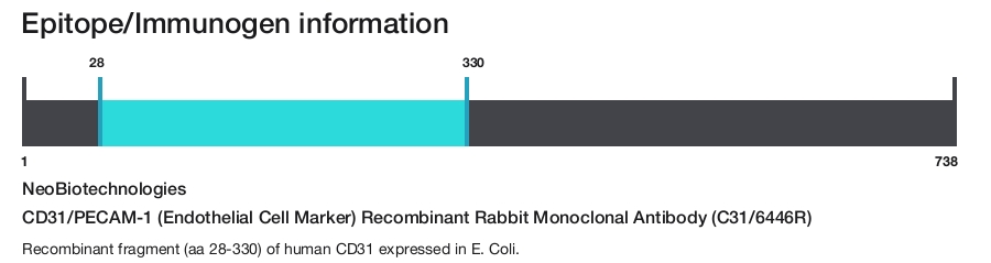 CD31/PECAM-1 (Endothelial Cell Marker) Recombinant Rabbit Monoclonal Antibody (C31/6446R)