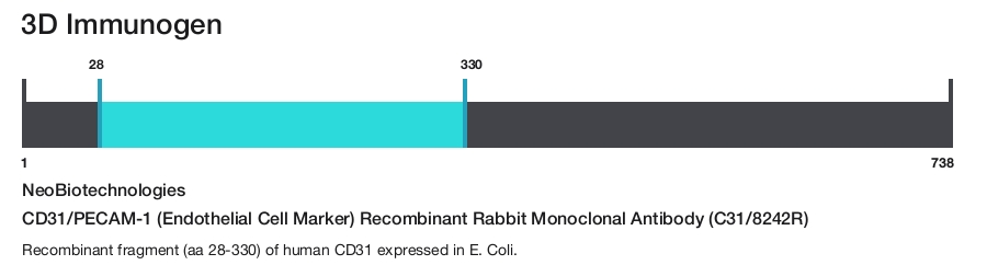 CD31/PECAM-1 (Endothelial Cell Marker) Recombinant Rabbit Monoclonal Antibody (C31/8242R)