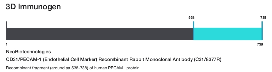 CD31/PECAM-1 (Endothelial Cell Marker) Recombinant Rabbit Monoclonal Antibody (C31/8377R)