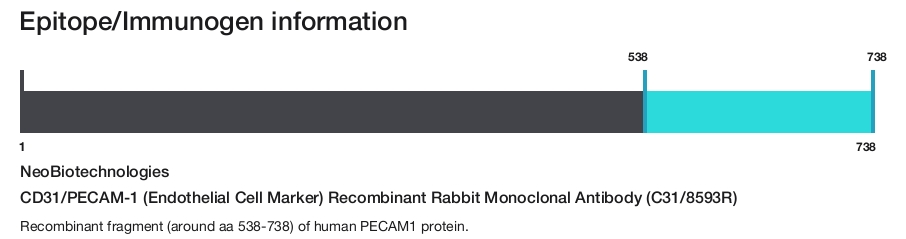 CD31/PECAM-1 (Endothelial Cell Marker) Recombinant Rabbit Monoclonal Antibody (C31/8593R)