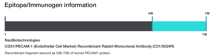 CD31/PECAM-1 (Endothelial Cell Marker) Recombinant Rabbit Monoclonal Antibody (C31/9224R)