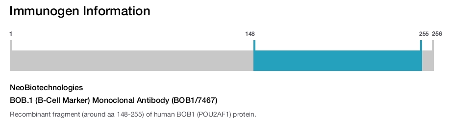 BOB.1 (B-Cell Marker) Monoclonal Antibody (BOB1/7467)