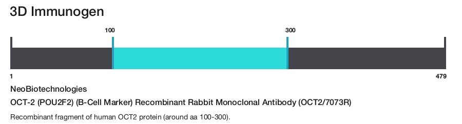 OCT-2 (POU2F2) (B-Cell Marker) Recombinant Rabbit Monoclonal Antibody (OCT2/7073R)