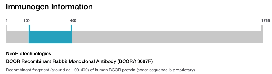 BCOR Recombinant Rabbit Monoclonal Antibody (BCOR/13087R)
