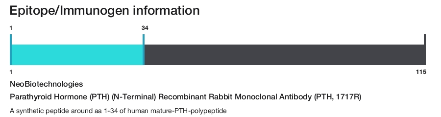 Parathyroid Hormone (PTH) (N-Terminal) Recombinant Rabbit Monoclonal Antibody (PTH, 1717R)