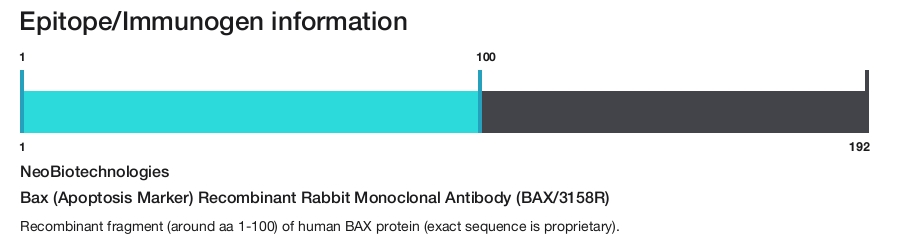 Bax (Apoptosis Marker) Recombinant Rabbit Monoclonal Antibody (BAX/3158R)