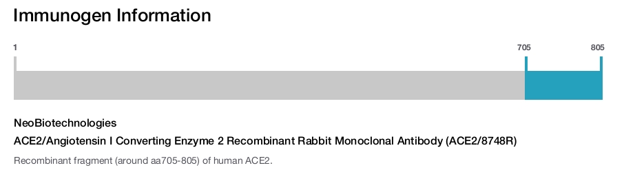 ACE2/Angiotensin I Converting Enzyme 2 Recombinant Rabbit Monoclonal Antibody (ACE2/8748R)