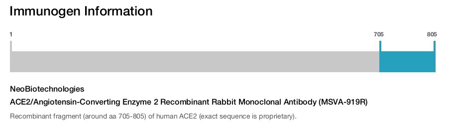 ACE2/Angiotensin-Converting Enzyme 2 Recombinant Rabbit Monoclonal Antibody (MSVA-919R)