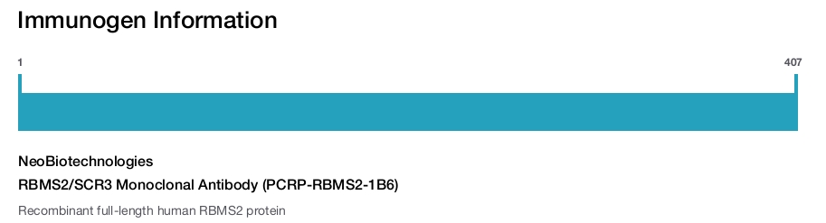 RBMS2/SCR3 Monoclonal Antibody (PCRP-RBMS2-1B6)
