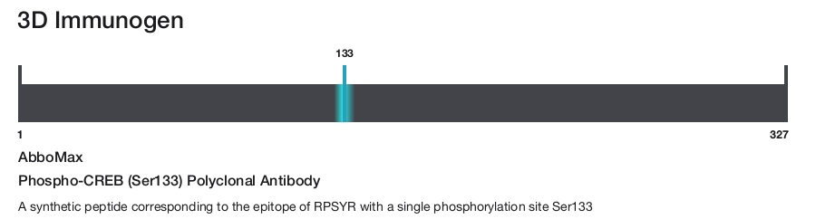 Phospho-CREB (Ser133) Polyclonal Antibody