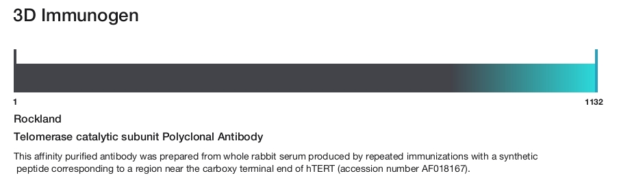 Telomerase catalytic subunit Polyclonal Antibody