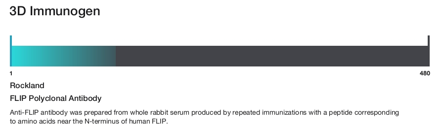 FLIP Polyclonal Antibody