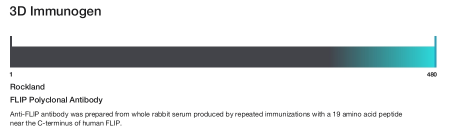FLIP Polyclonal Antibody