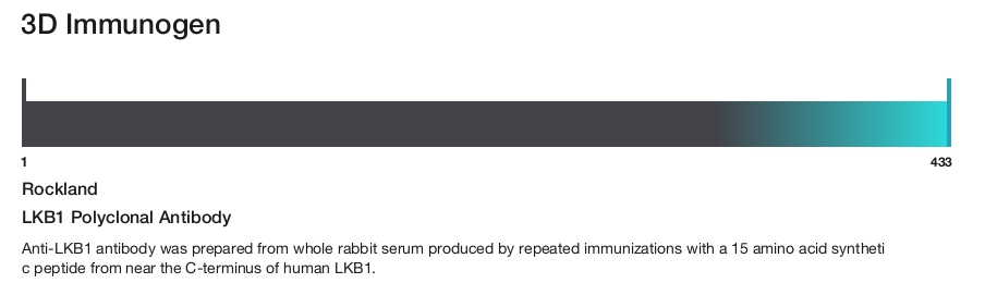 LKB1 Polyclonal Antibody