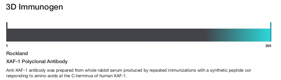 XAF-1 Polyclonal Antibody
