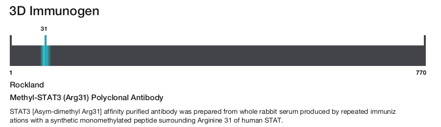 Methyl-STAT3 (Arg31) Polyclonal Antibody
