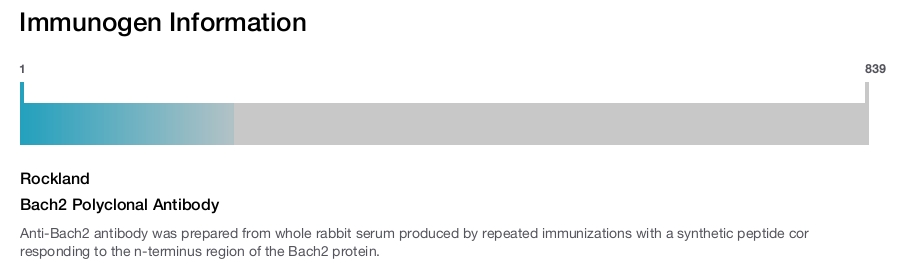 Bach2 Polyclonal Antibody