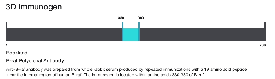 B-raf Polyclonal Antibody