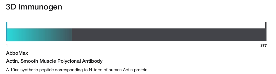 Actin, Smooth Muscle Polyclonal Antibody