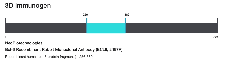 Bcl-6 Recombinant Rabbit Monoclonal Antibody (BCL6, 2497R)
