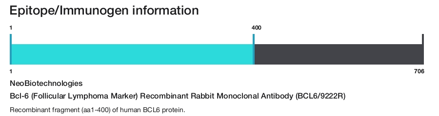 Bcl-6 (Follicular Lymphoma Marker) Recombinant Rabbit Monoclonal Antibody (BCL6/9222R)
