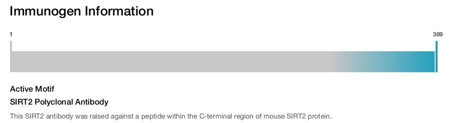 SIRT2 Polyclonal Antibody