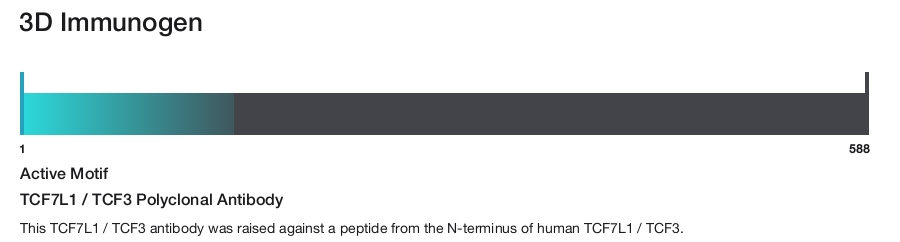TCF7L1 / TCF3 Polyclonal Antibody