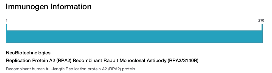 Replication Protein A2 (RPA2) Recombinant Rabbit Monoclonal Antibody (RPA2/3140R)