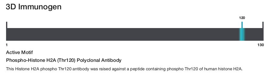 Phospho-Histone H2A (Thr120) Polyclonal Antibody
