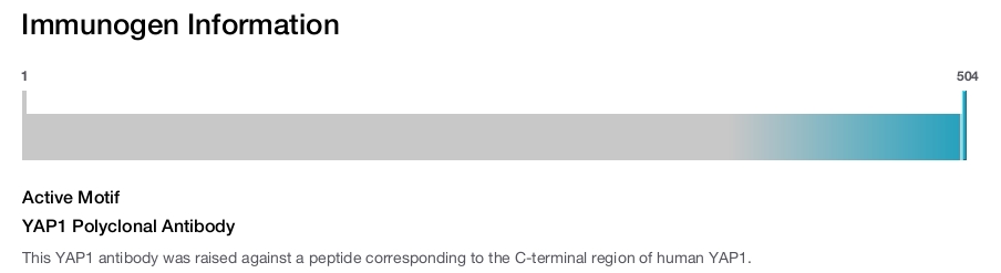 YAP1 Polyclonal Antibody