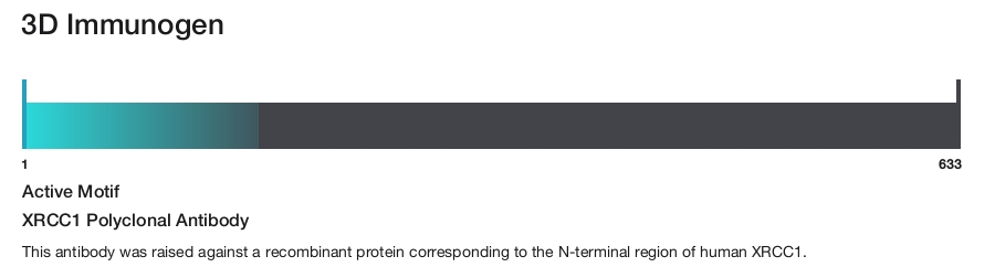 XRCC1 Polyclonal Antibody