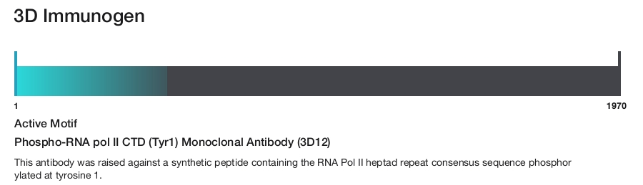 Phospho-RNA pol II CTD (Tyr1) Monoclonal Antibody (3D12)