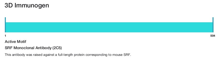 SRF Monoclonal Antibody (2C5)