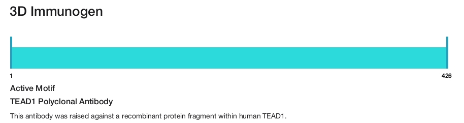TEAD1 Polyclonal Antibody