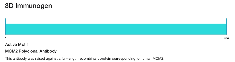 MCM2 Polyclonal Antibody