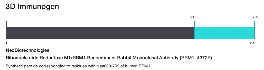 Ribonucleotide Reductase M1/RRM1 Recombinant Rabbit Monoclonal Antibody (RRM1, 4372R)