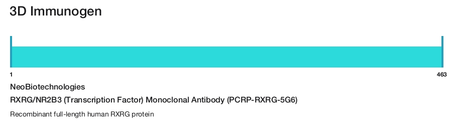 RXRG/NR2B3 (Transcription Factor) Monoclonal Antibody (PCRP-RXRG-5G6)