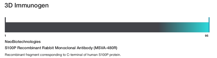 S100P Recombinant Rabbit Monoclonal Antibody (MSVA-480R)