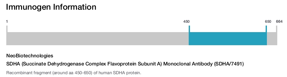 SDHA (Succinate Dehydrogenase Complex Flavoprotein Subunit A) Monoclonal Antibody (SDHA/7491)