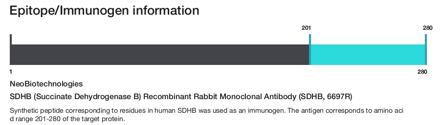 SDHB (Succinate Dehydrogenase B) Recombinant Rabbit Monoclonal Antibody (SDHB, 6697R)