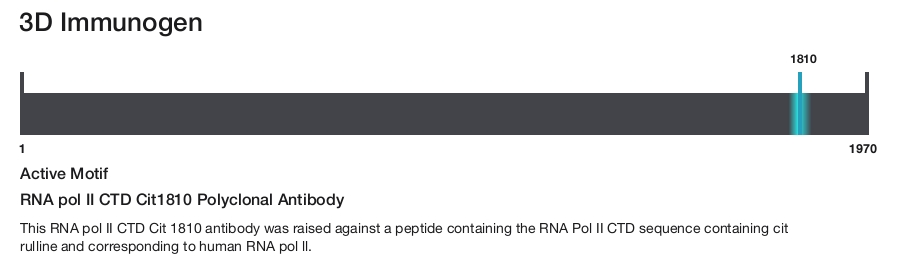 RNA pol II CTD Cit1810 Polyclonal Antibody