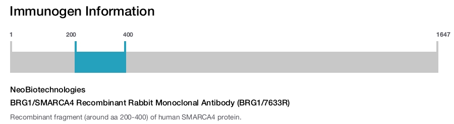 Immunogen Image BRG1/SMARCA4 Recombinant Rabbit Monoclonal Antibody (BRG1/7633R)