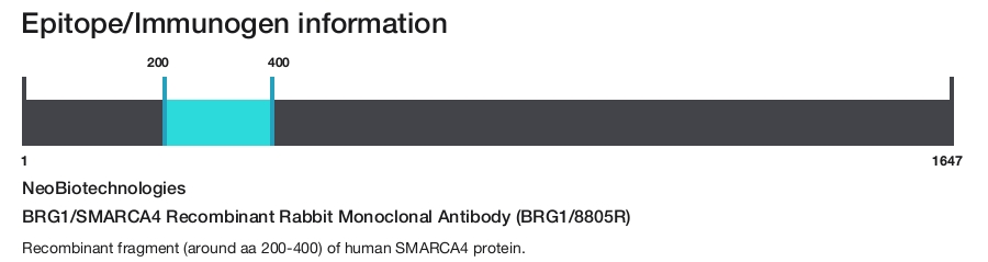 BRG1/SMARCA4 Recombinant Rabbit Monoclonal Antibody (BRG1/8805R)
