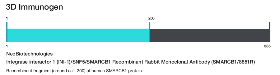 Integrase interactor 1 (INI-1)/SNF5/SMARCB1 Recombinant Rabbit Monoclonal Antibody (SMARCB1/8851R)